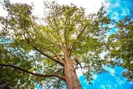 Reliable Grape Creek, TX Tree Services Solutions