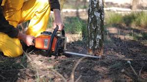 Best Tree Trimming and Pruning  in Grape Creek, TX