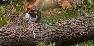 Best Stump Grinding and Removal  in Grape Creek, TX