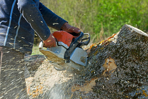 Best Tree Maintenance Programs  in Grape Creek, TX